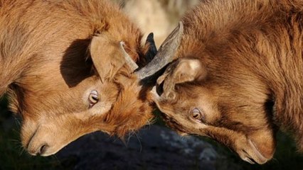 LOVE STORY (Mistakes and Consequences) ★  Stories without Words