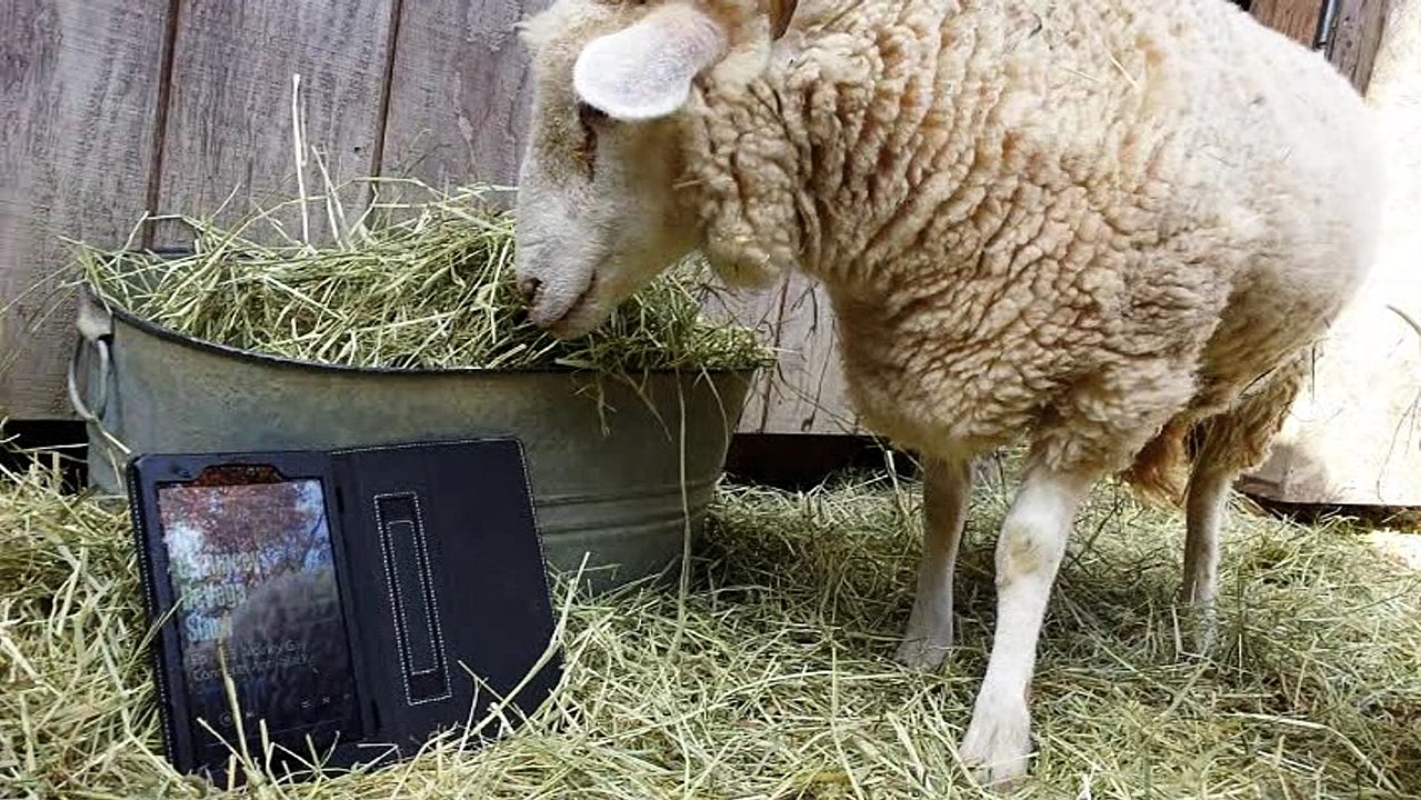 Chauncey and The Girls