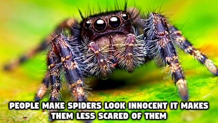 5 Reasons Why "Lucas the Spider" Is So Popular