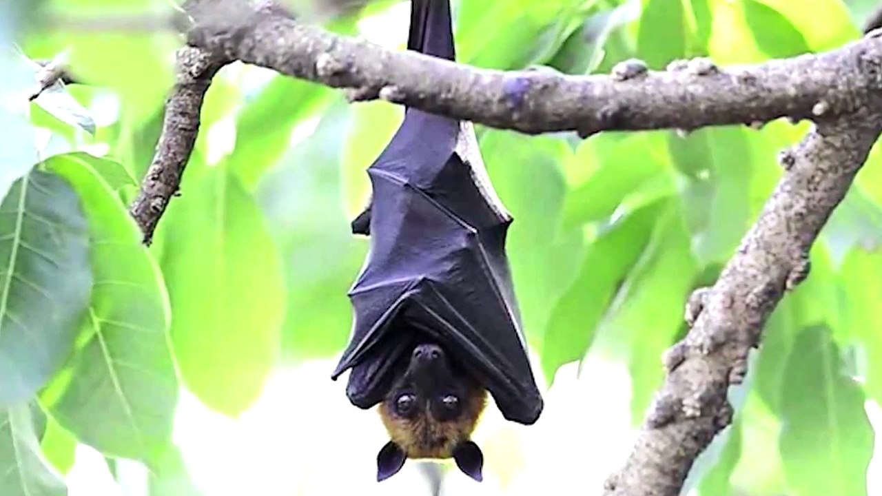 10 Facts About Bats