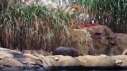 Fiona the Hippo Update Today Nov 26