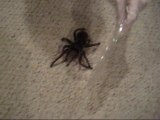 Cette femme joue avec son araignée géante... meme pas peur!