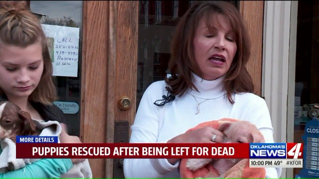 Deputies Investigating After Puppies Dumped on Rural Oklahoma Road