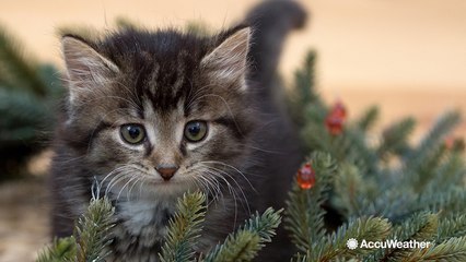 Popular holiday plants that are poisonous to pets