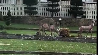 Bambi Gets Freaky With A Lawn ornament.