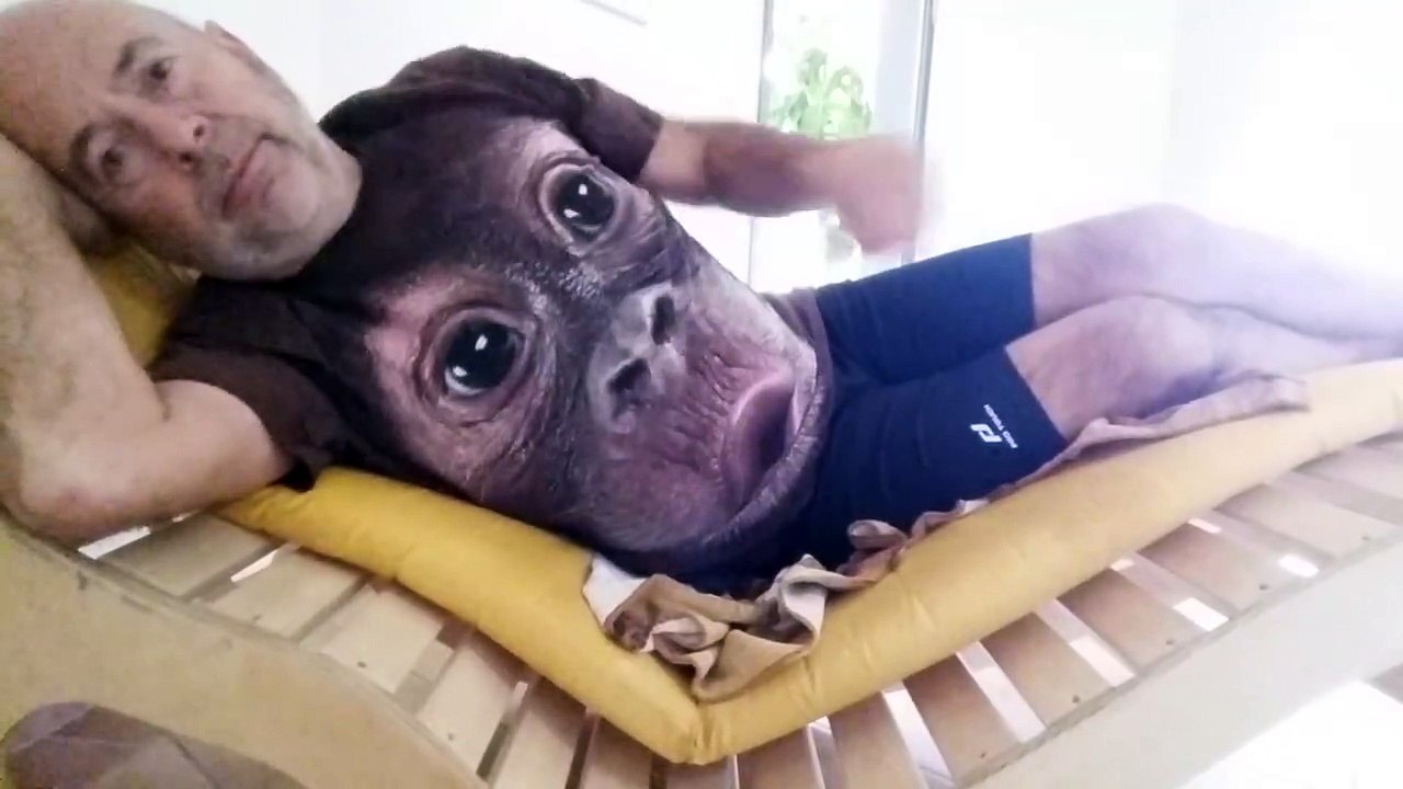 funny monkey video