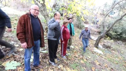 Başkan Özakcan Üreticiyle Birlikte Zeytin Hasadı Yaptı
