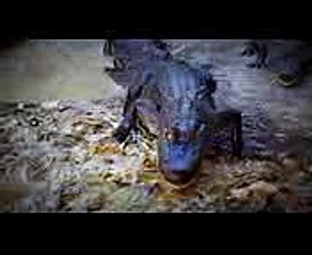 Lafayette Personal Injury Lawyers Gordon McKernan Injury Attorneys