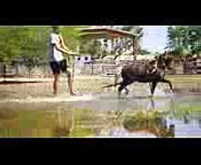 Arizona Miniature Horse Breeders fun in the water with miniature horse (1)