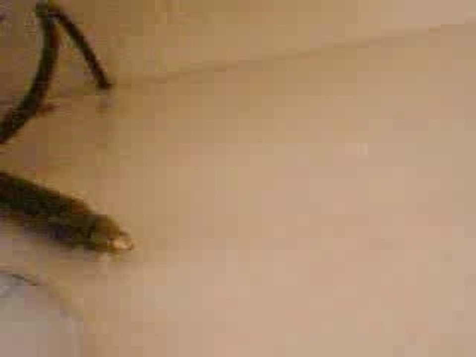 caca