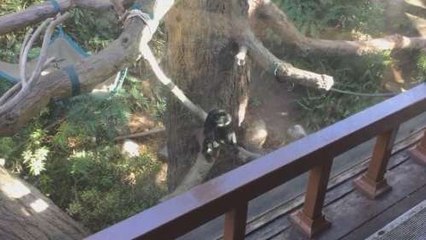 Monkey Follows And Surprises Running Kid