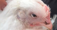 Animal Activists Scramble to Save Birds After Truck Carrying Chickens Turns Over