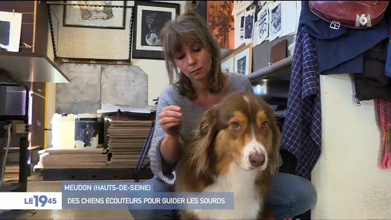 Zoom sur une association qui élève des chiens pour venir en aide aux sourds - Regardez
