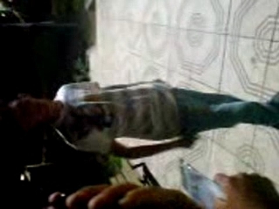 Lazo