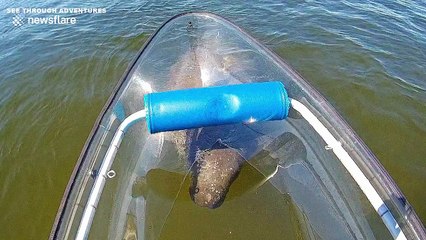 Manatee rolls over like dog as it approaches see-through canoe