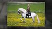 ANDALUSIAN HORSE BREEDERS - YEGUADA D PRESENTING FAIRYTALE ANDALUSIAN HORSE