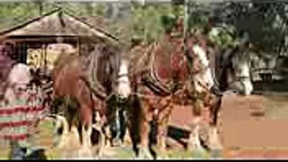 Draught Horse Breeders