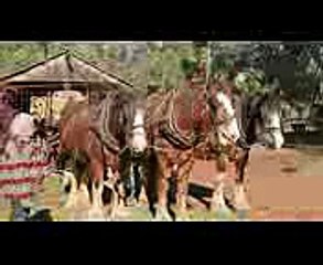 Draught Horse Breeders