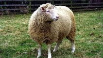 Klonlanan İlk Canlı Olan Koyun Dolly'nin Ölüm Sebebi Belli Oldu