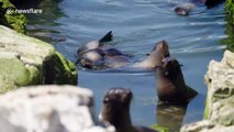 New Zealand quake-generation seal pups thrive one year on