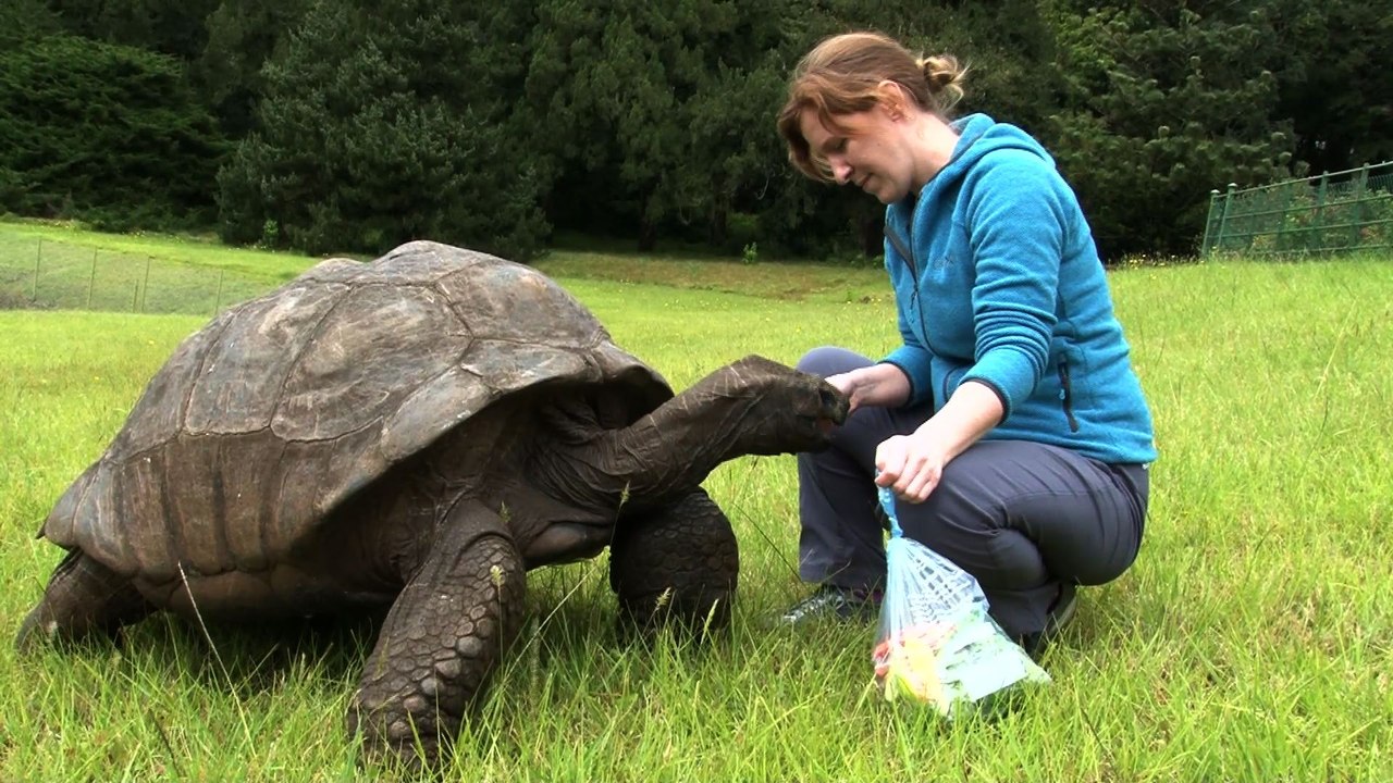 Jonathan la tortue, 185 ans au moins et apôtre de la lenteur