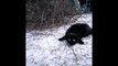 Quand ton chat pète un cable dans la neige... Fou