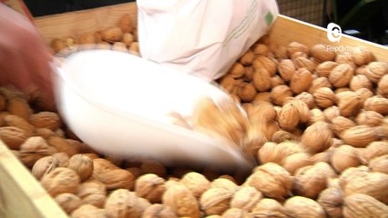 Reportage - Championnats du monde des casseurs de noix !