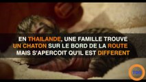 Un chaton pas comme les autres