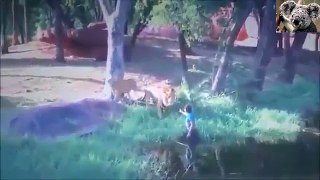 野性动物在动物园里攻击人！ 狮子攻击游客拍摄这个场景？