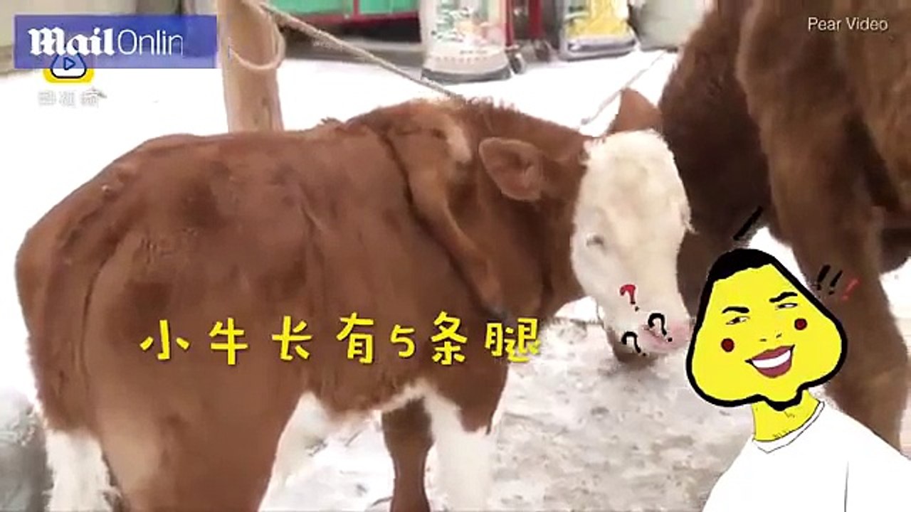 Cown born with 4 legs