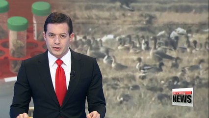 Tests indicate possible mixture of highly pathogenic bird flu strains: Quarantine Agency