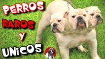 LOS 8 PERROS MAS RAROS Y UNICOS QUE NO CREERAS QUE EXISTEN | OSCAR JACK