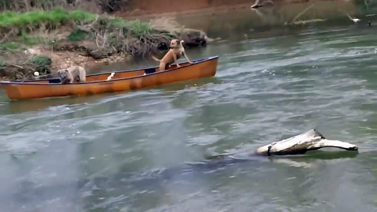 Deux chiens partent à la dérive, mais un autre chien vient les aider en héros