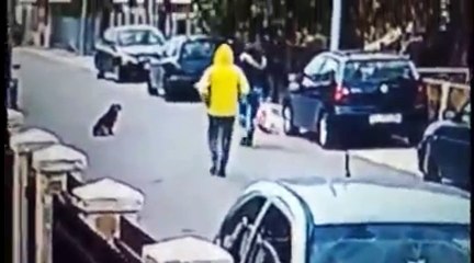 Cão salva mulher de ataque de ladrão no Montenegro