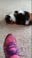 Insolite : cette chatte pique une crise de colère lorsque sa maîtresse porte des chaussures !