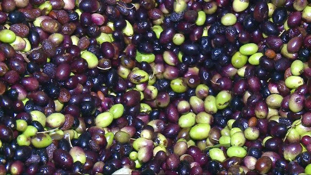 Climate change threatens olive trees across Mediterranean