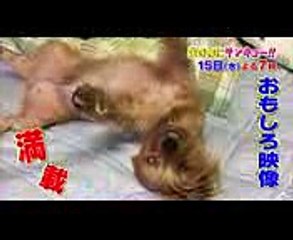 超特急のリーダー・リョウガの愛犬に密着!! ラブラブな関係…! 1115(水)『生き物にサンキュー!!』【TBS】
