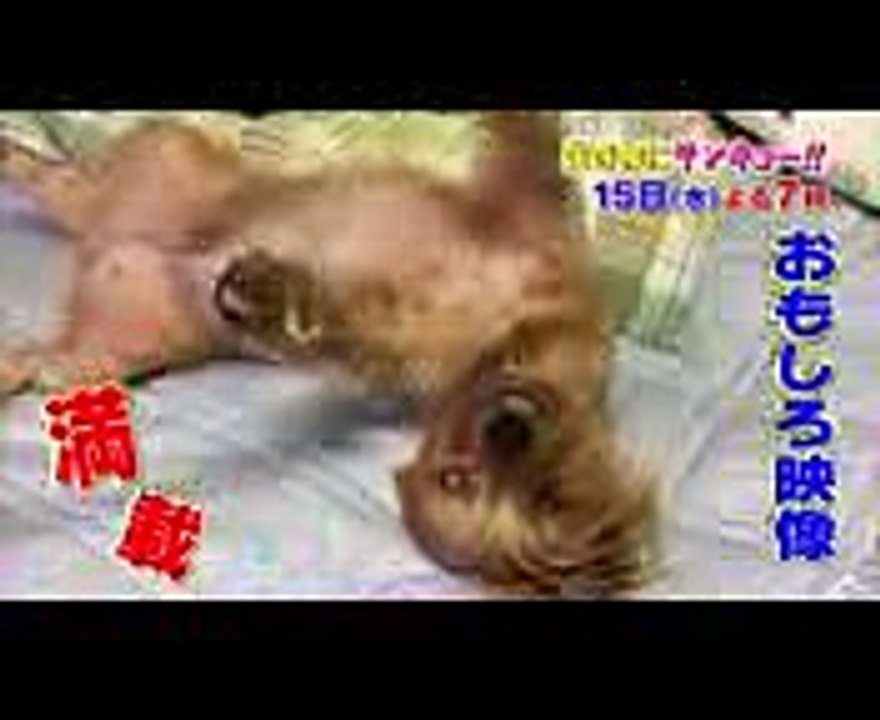 超特急のリーダー・リョウガの愛犬に密着!! ラブラブな関係…! 1115(水)『生き物にサンキュー!!』【TBS】