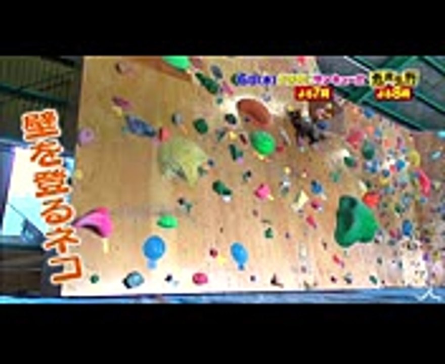 NMB48 渋谷凪咲を支えるネコの秘蔵映像と自宅を初公開☆ 96(水)『生き物にサンキュー』＆『 VSリアルガチ危険生物』合体3時間SP!!【TBS】