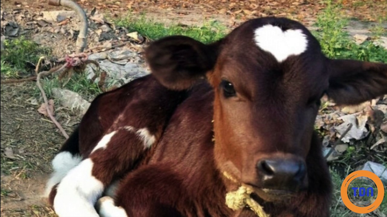 Ces animaux aux particularités étonnantes