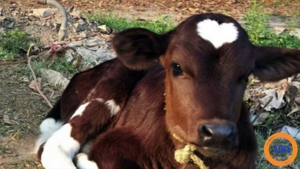 Ces animaux aux particularités étonnantes