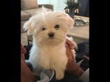 Maltese Puppy Is Very Curious About Her Pink Jacket