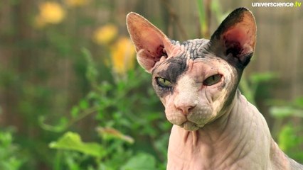 Les moustaches du chat