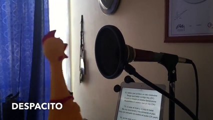 Quand un poulet en plastique chante Despacito