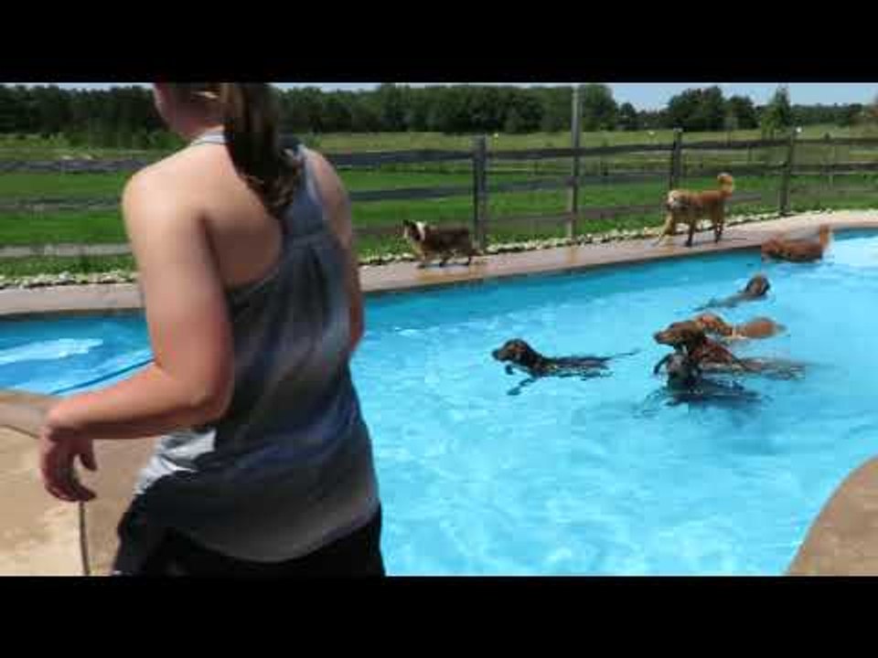 Group of Dogs Have Time of Their Lives in Swimming Pool