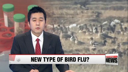 Tests indicate possible mixture of highly pathogenic bird flu strains: Quarantine Agency