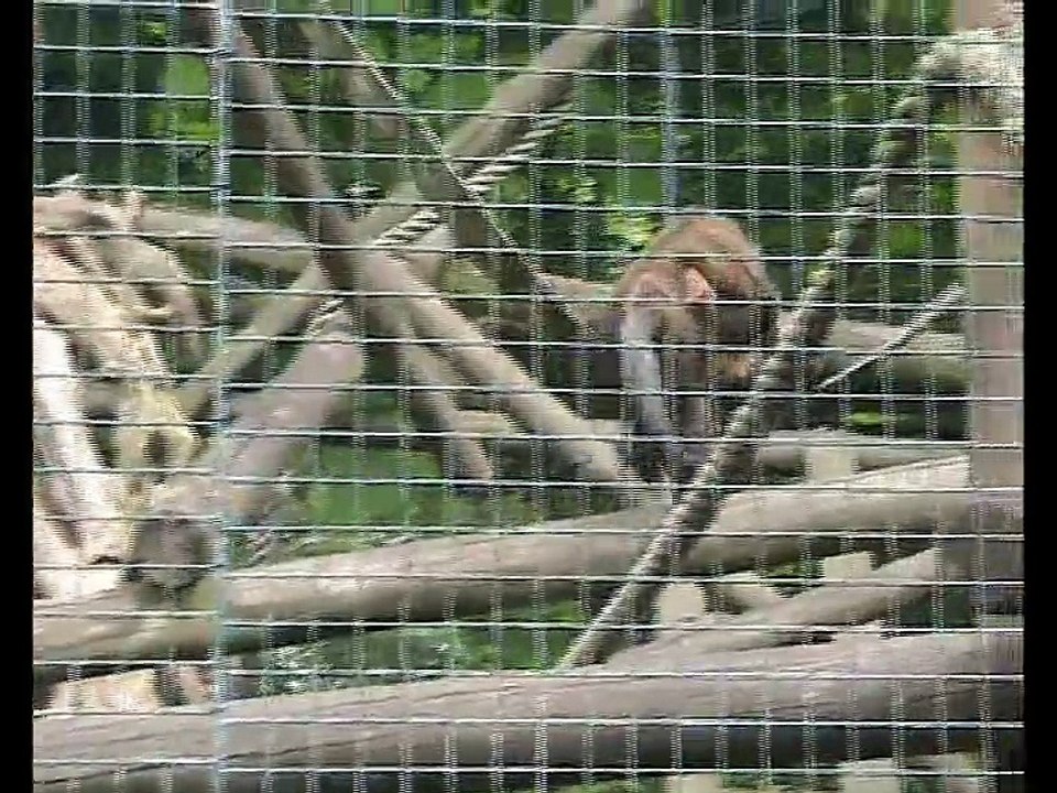 Zoo Beauval-Moustac (2)