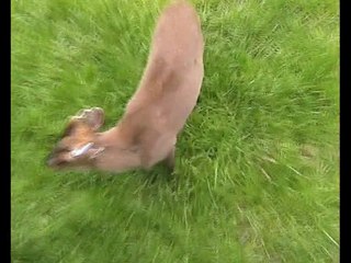 Zoo Beauval-Muntjac + tapirs