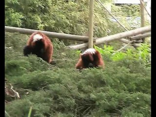 Zoo Beauval-Lémuriens + flamants