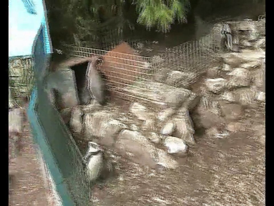 Zoo Beauval-Manchots (2)